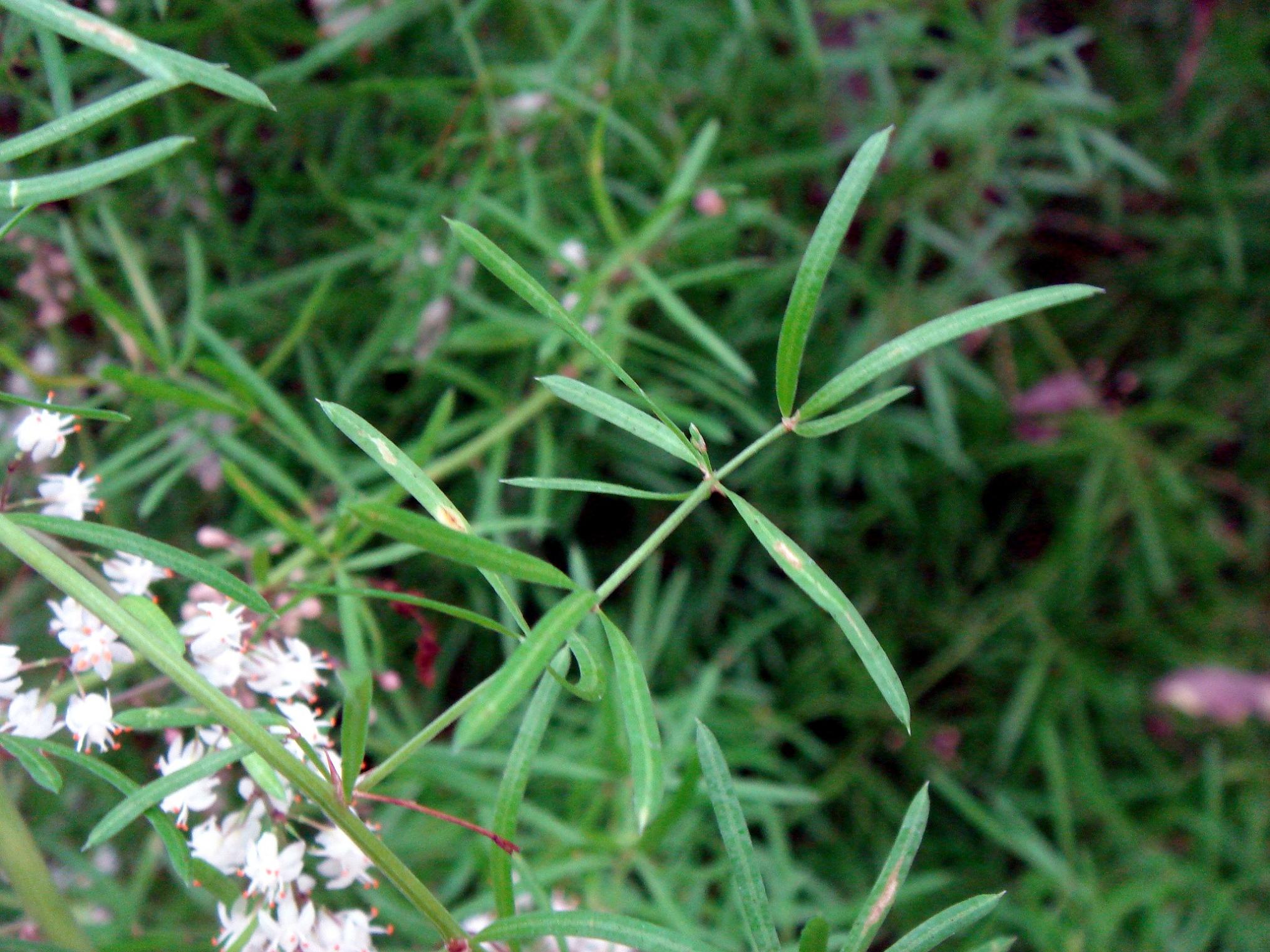 Asparagus densiflorus (Kunth) Jessop